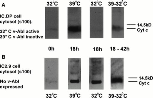 Fig. 5. Protein levels of cytochrome c in the cytosolic fraction (s100) of IC.DP and IC2.9 cells after IL-3 deprivation in the presence and absence of v-Abl TK activation. (A) IC.DP cells. (B) IC2.9 cells. Results shown are representative of three repeated experiments.