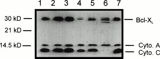 Fig. 6. Protein levels of cytochrome c, cytochrome a, and Bcl-XL in the mitochondria-enriched subcellular fraction (p10) of IC.DP cells after IL-3 deprivation in the presence and absence of v-Abl TK activation. Lane 1, 0 hours; lane 2, 18 hours, v-Abl TK active; lane 3, 42 hours, v-Abl TK active; lane 4, 18 hours, v-Abl TK active, and then 24 hours, v-Abl TK inactive; lane 5, 18 hours, v-Abl TK inactive; lane 6, 42 hours, v-Abl TK inactive; lane 7, 18 hours, v-Abl TK inactive, and then 24 hours, v-Abl TK active. Data are representative of three separate experiments.