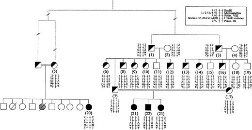 Fig. 1. Pedigree of G family showing the segregation of the mutation. Dashed lines indicate undefined number of generations. Haplotypes are built with L394R mutation and intragenic polymorphisms. Only haplotypes of members of the family available for the study are shown. Affected subjects, carrier subjects, and unaffected subjects are indicated by solid symbols, half-solid symbols, and open symbols, respectively. The member indicated with a hatched symbol died of bleeding.