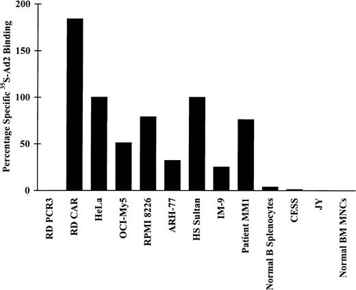 Fig. 2. Specific 35S-Ad2 binding to HeLa cells; to OCI-My5, RPMI 8226, ARH-77, HS Sultan, and IM-9 MM cells; to patient MM1 cells; to normal B splenocytes; to CESS and JY EBV-transformed B cells; and to normal BM MNCs. HeLa cells; OCI-My5, RPMI 8226, ARH-77, HS Sultan, and IM-9 MM cells; patient MM1 cells; normal B splenocytes; CESS and JY EBV-transformed B cells; and normal BM MNCs (1 × 106) were incubated with either RmcB anti-CAR MoAb (1:100) or 5E2B4 mouse MoAb (IgG2; 1:100; isotype control), followed by incubation with 35S-labeled Ad2, and then washed, solubilized, and analyzed on a β-counter. The percentage of specific Ad2 binding (difference in Ad2 binding by 5E2B4-treated versus RmcB-treated cells) relative to control HeLa cells (100% specific Ad2 binding) was determined. RD PCR3 and RD CAR transfectants served as negative and positive controls, respectively.