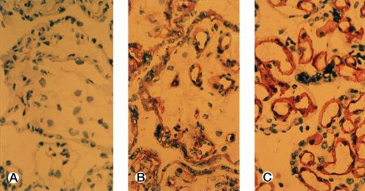 Fig. 2. Immunohistochemical detection of PRR2 in endothelial cells. Frozen sections of human placenta were stained with either an isotypic-matched control antibody (A), the R2.477 MoAb (B), or the PECAM-1/CD31 MoAb (C) as described in Materials and Methods. Slides were observed by light microscopy at 40× magnification.