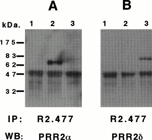 Fig. 3. Biochemical characterization of huPRR2 and PRR2δ. Da-1 (1), Da-1/PRR2 (2), and Da-1/PRR2δ (3) cell lines were lysed and immunoprecipitated with MoAb R2.477 as described in Materials and Methods. Blots were then incubated with a 1/10,000 rabbit immune serum directed against PRR2 (A), PRR2δ (B), or both (C). and δ isoforms of PRR2 were indicated and the calculated molecular weights were 64 and 72 kD, respectively. The band at 50 kD corresponds to the heavy chain of MoAb R2.477. Molecular weight markers were from Biolabs.