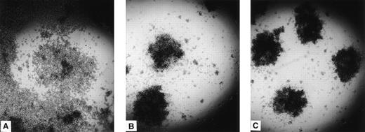 Fig. 4. Aggregation of PRR2 transfectants. Da-1 cells transfected either with the LXSN vector (A), PRR2 (B), or PRR2δ (C) constructions were then plated on to 96 mutliwell plates. After 2 hours, aggregation was observed by light microscopy. Control cells did not aggregate in these conditions.