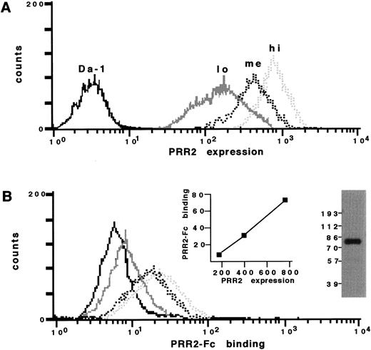 Fig. 6. PRR2-Fc soluble receptor binds to PRR2 transfectants. (A) FACS analysis of Da-1 (continuous black) and Da-1/PRR2 lo (continuous gray), me (dashed black), and hi (dashed gray) stained with R2.477 MoAb. (B) FACS analysis of these transfectants stained with 2 μg of PRR2-Fc. Inserts show Western blot analysis of the PRR2-Fc soluble receptor using a peroxidase-conjugated goat antihuman Fc antibody and a plot corresponding to the MFI of PRR2-Fc binding as a function of the MFI of PRR2 expression.