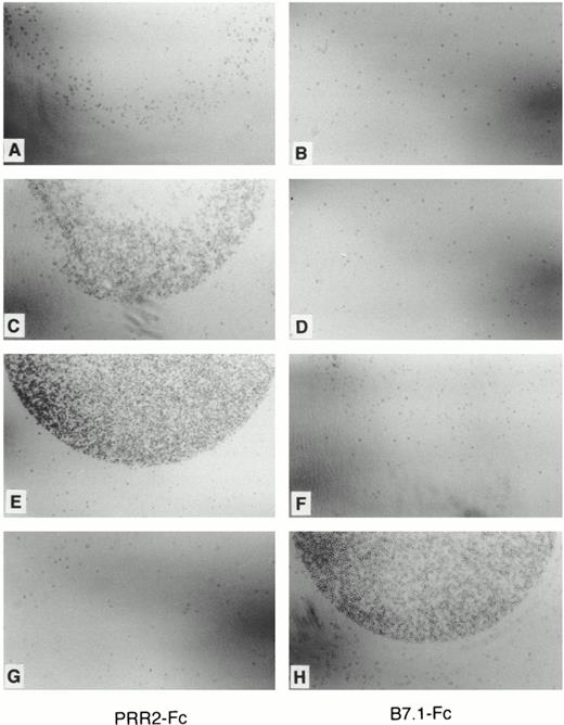 Fig. 7. Adhesion assays of PRR2 transfectants. Adhesion assays of Da-1/PRR2 hi and Da1/PRR2δ hi on either PRR2-Fc (A, C, E, and G) or B7.1-Fc (B, D, F, and H) –coated petri dishes as described in Materials and Methods. Adhesion was observed by light microscopy. No or slight binding was observed with control Da-1 cells (A and B), whereas Da-1/PRR2 hi adhered specifically on PRR2-Fc–coated petri dish (C and D), similar to Da1/PRR2δ hi (E and F). The CD28-expressing cells adhere specifically on B7.1-Fc protein (G and H).