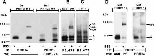 Fig. 9. PRR2 dimerization and phosphorylation. (A) Da-1/PRR2δ me and Da-1/PRR2 me transfectants were immunoprecipitated with PRR2δ and PRR2 antisera, respectively. The ECV304 (B) and the TF-1 (C) cell lines were immunoprecipitated with the MoAb R2.477. Immunoprecipitation was performed in the absence (−) or presence (+) of BS3 cross-linker. Blots were then hybridized with a mix of PRR2 and PRR2δ immunesera. (D) Da-1/PRR2δ hi cells were immunoprecipitated with the PRR2δ immuneserum and blot was first analyzed with the 4G10 MoAb, stripped, and incubated with PRR2δ immuneserum. Molecular weight markers were from Biolabs. / and δ/δ represent PRR2 and PRR2δ homodimeric forms, respectively. /δ represents the PRR2 and PRR2δ heterodimeric form.