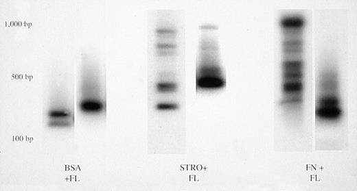 Fig. 3. Clonal analysis by inverse PCR of bnx/hu bone marrow samples. Bone marrow was harvested and DNA was isolated after long-term engraftment by human CD34+ cells cultured in the conditions indicated. Clonal analysis was performed to determine the number of individual transduced progenitors that were contributing to hematopoiesis at the time of harvest.