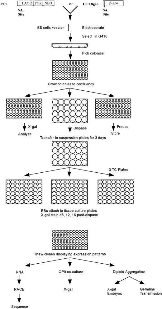 Fig. 1. Schematic diagram depicting gene trap screening strategy. Two gene trap vectors were used. The PT1 vector contains a promoterlesslacZ gene immediately downstream of a splice acceptor (SA) site and the neoR gene driven by the PGK-1promoter. Although not all neoR colonies represented trapped genes, all genes could be trapped regardless of their expression in undifferentiated ES cells using the PT1 vector. The GT1.8geo vector contains a promoterless lacZ-neoR(β-geo) fusion gene immediately downstream of an SA site. Although all neoR colonies represented trapped genes, only genes expressed in undifferentiated ES cells could be trapped. ES cells were electroporated with either vector and G418R clones were picked into 96-well plates and grown to confluency. The clones were passaged 1:3 into two 96-well plates and one set of 24-well plates. The cells from one 96-well plate were frozen, and the cells from the second 96-well plate were assayed forlacZ expression. The colonies in the 24-well plates were treated with dispase and then transferred to suspension 24-well plates and grown in suspension for 3 days; EBs were then transferred to 48-well tissue culture (TC) plates. Cultures were fed every other day and analyzed for lacZ expression 8, 12, and 16 days after dispase treatment. Clones exhibiting expression patterns were thawed and grown for RNA isolation, RACE polymerase chain reaction (PCR) and sequencing, and/or OP9 coculture and subsequent lacZexpression, and/or diploid aggregation for in vivo lacZexpression analysis and germline transmission.
