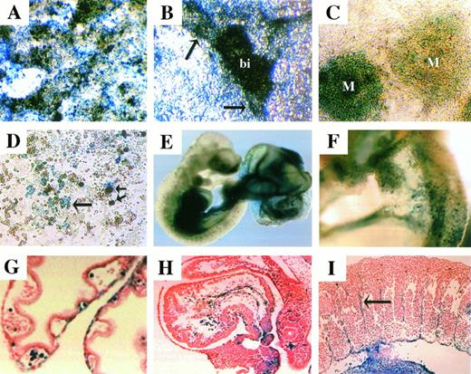 Fig. 3. GC11E10-lacZ expression. Overnight X-gal staining showed fusion transcript expression at medium to high levels in most undifferentiated ES cells (A). In attached EB cultures, lacZwas expressed within blood islands (bi) and the associated vascular endothelium (arrows; B). Differentiation of clone GC11E10 on OP9 stromal cells demonstrated lacZ expression in mesodermal (M) colonies (C) and a proportion of hematopoietic clusters long arrow as well as all large hematopoietic cells (short arrows; D). Overnight whole mount X-gal staining of an e9.5 chimeric embryo and yolk sac demonstrated lacZ expression in the dorsal aorta, heart, liver, and vasculature (E). LacZ expression in the yolk sac was confined to endothelial and hematopoietic cells (F and G). LacZwas expressed by the endocardium and circulating blood cells in the heart (H) and by the intersomitic endothelial cells (arrow; I).