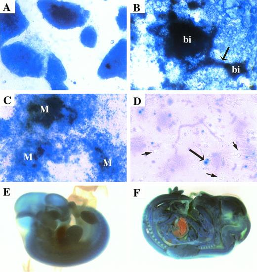 Fig. 4. Mena-lacZ (K18E2) expression. Overnight X-gal staining demonstrated high-level lacZ expression in undifferentiated ES cells (A) and in virtually all cells in the attached EB culture, including blood islands (bi) and their associated vasculature (arrow; B). Differentiation of clone K18E2 on OP9 stromal cells followed by overnight X-gal staining demonstrated high-level lacZexpression in mesodermal (M) colonies (C), whereas most hematopoietic cells did not express lacZ (short arrows), although low-level expression was observed in some isolated hematopoietic cells (long arrows; D). Mena-lacZ was expressed at high levels in vivo, as demonstrated by strong X-gal staining in less than 90 minutes in an e10.5 F1 embryo (E). Overnight X-gal staining of an e13.5 F1 embryo showed strong lacZ expression in all tissues except the liver (F).