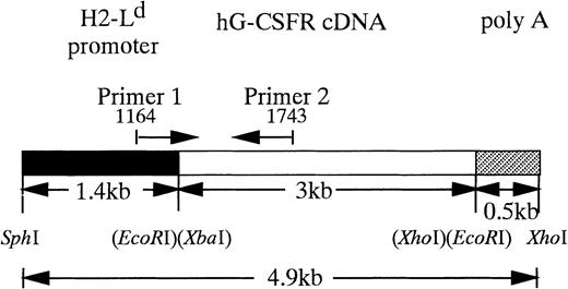 Fig. 1. Structure of hG-CSFR transgene. Restriction endonuclease cleavage maps of hG-CSFR and pLG1 constructs were used to generate hG-CSFR-Tg mice. Fragments derived from the H2-Ld promoter, the hG-CSFR cDNA, and the poly A addition site of SV40 early gene are shown.