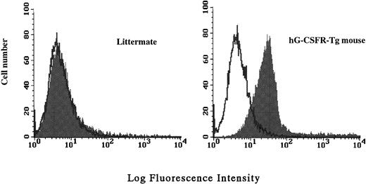 Fig. 2. Cell surface expression of hG-CSFR on total BM cells analyzed by flow cytometry. BM cells of a hG-CSFR-Tg mouse in line #70 and a littermate used as negative control were stained with biotin-conjugated LMM741 followed by RPE-Cy5–conjugated streptavidin. Fluorescence intensity of staining is plotted against relative cell number.