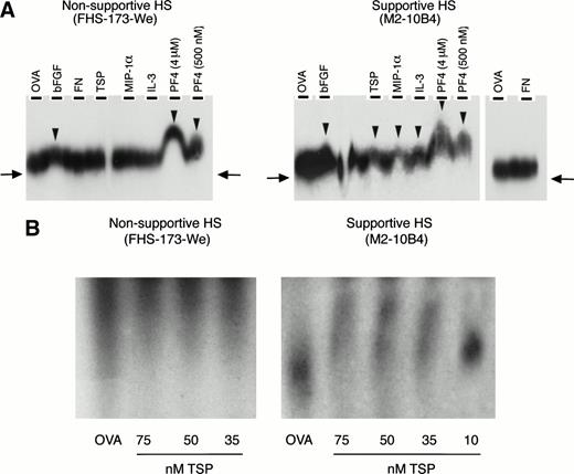 Fig. 4. (A) Binding of 35S-labeled HS to cytokines and matrix components. Binding was examined by affinity coelectrophoresis, as described in Materials and Methods. Proteins cast in the lanes were 500 nmol/L ovalbumin (OVA), 25 nmol/L bFGF, 275 nmol/L FN, 100 nmol/L TSP, 500 nmol/L MIP-1, 275 nmol/L IL-3, and PF4 (at the indicated concentrations). HS (40,000 to 50,000 dpm35S per gel) from supportive and nonsupportive cells were electrophoresed into the protein-containing gels. The right-side panel in the autoradiograph for the supportive HS shows lack of binding to OVA and FN. 35S radioactivity was detected by autoradiography. The arrows indicate the extent of migration of unbound HS. The arrowheads indicate retardation of migration of HS due to binding to proteins in the gel. (B) Binding of 125I-HS to TSP. 125I-labeled HS (10,000 cpm 125I per lane) from the two cells was electrophoresed through ovalbumin (OVA; 500 nmol/L) or the indicated concentrations of TSP. The migration of a component of the supportive HS was retarded by binding to TSP in a dose-dependent manner, compared with migration through ovalbumin. No binding was seen for the nonsupportive HS.