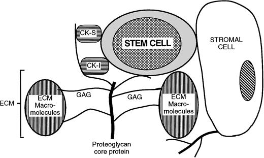 Fig. 7. Model for proteoglycan-mediated juxtaposition of stem cells, cytokines, and ECM components. CK-S, growth stimulatory cytokines; CK-I, growth/cell cycle inhibitory cytokines and chemokines; ECM, extracellular matrix; GAG, glycosaminoglycan. See detailed discussion in the text.