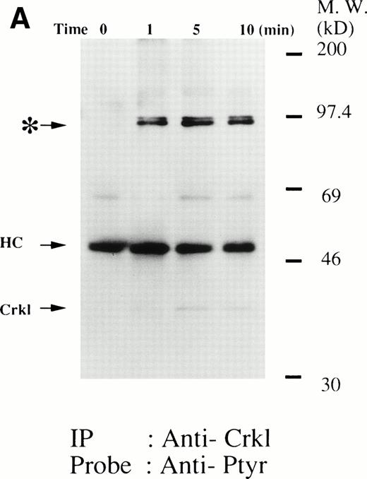 Fig. 1. (A and B) Crkl immunoprecipitates from thrombopoietin-treated normal platelets contain a tyrosine-phosphorylated 95- to 100-kD protein that is also recognized by an anti-STAT5 MoAb. Platelets were lysed at the indicated times after thrombopoietin treatment by the addition of an equal amount of a buffer containing 2% Triton X-100 before and after exposure to thrombopoietin (100 ng/mL). Crkl was immunoprecipitated with specific Crkl antisera. Immune complexes were resuspended in SDS-sample buffer. Proteins were separated by 7.5% to 15% SDS-PAGE and transferred onto PVDF membranes. Immunoblots were probed with phosphotyrosine antibodies (A) or a STAT5 MoAb (B) and bands were visualized by chemiluminescence. The asterik in (A) indicates the tyrosine-phosphorylated 95- to 100-kD protein. (C) The same PVDF membrane used in (B) was stripped of the antibody and reprobed with Crkl antisera. Bands were visualized using alkaline phosphatase-conjugated second antibody and NBT/BCIP. (D) Crkl immunoprecipitates do not contain STAT3. Platelets were lysed as in (A) before and after stimulation with thrombopoietin (100 ng/mL for 10 minutes). Crkl or STAT3 was immunoprecipitated with specific antisera as indicated. The membranes were probed with STAT3 antisera (top panel), Crkl antisera (middle panel), or 4G10 (bottom panel). Bands were visualized by ECL. (E) Thombopoietin-induced tyrosine phosphorylation of STAT5 in platelets. Platelets were lysed as in (A) before and after stimulation with thrombopoietin (100 ng/mL for 10 minutes). STAT5 was immunoprecipitated with specific antisera (3 μL of anti-STAT5A and STAT5B each). The membranes were probed with 4G10 (upper panel) or an anti-STAT5 MoAb (lower panel). Bands were visualized by ECL. (F) Association of STAT5 with the Triton X-100–insoluble residue. Platelets were lysed with Triton X-100–EGTA buffer before or after stimulation with thrombin (1 U/mL), with or without stirring. Lysates were separated by high-speed centrifugation into soluble and insoluble residues. Proteins from each fraction were separated by 10% SDS-PAGE and immunoblotted with an anti-STAT5 MoAb (upper panel) or Crkl antiserum (lower pane). (Left lane) Triton X-100–soluble residue of resting cells (1.5 × 107cells); (middle lane) Triton X-100–insoluble residue of resting cells (3.0 × 107cells); (right lane) Triton X-100–insoluble residue from 3.0 × 107 cells, prepared 10 minutes after exposure to thrombin (1 U/mL) with stirring.