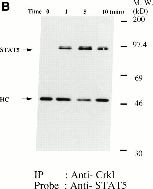 Fig. 1. (A and B) Crkl immunoprecipitates from thrombopoietin-treated normal platelets contain a tyrosine-phosphorylated 95- to 100-kD protein that is also recognized by an anti-STAT5 MoAb. Platelets were lysed at the indicated times after thrombopoietin treatment by the addition of an equal amount of a buffer containing 2% Triton X-100 before and after exposure to thrombopoietin (100 ng/mL). Crkl was immunoprecipitated with specific Crkl antisera. Immune complexes were resuspended in SDS-sample buffer. Proteins were separated by 7.5% to 15% SDS-PAGE and transferred onto PVDF membranes. Immunoblots were probed with phosphotyrosine antibodies (A) or a STAT5 MoAb (B) and bands were visualized by chemiluminescence. The asterik in (A) indicates the tyrosine-phosphorylated 95- to 100-kD protein. (C) The same PVDF membrane used in (B) was stripped of the antibody and reprobed with Crkl antisera. Bands were visualized using alkaline phosphatase-conjugated second antibody and NBT/BCIP. (D) Crkl immunoprecipitates do not contain STAT3. Platelets were lysed as in (A) before and after stimulation with thrombopoietin (100 ng/mL for 10 minutes). Crkl or STAT3 was immunoprecipitated with specific antisera as indicated. The membranes were probed with STAT3 antisera (top panel), Crkl antisera (middle panel), or 4G10 (bottom panel). Bands were visualized by ECL. (E) Thombopoietin-induced tyrosine phosphorylation of STAT5 in platelets. Platelets were lysed as in (A) before and after stimulation with thrombopoietin (100 ng/mL for 10 minutes). STAT5 was immunoprecipitated with specific antisera (3 μL of anti-STAT5A and STAT5B each). The membranes were probed with 4G10 (upper panel) or an anti-STAT5 MoAb (lower panel). Bands were visualized by ECL. (F) Association of STAT5 with the Triton X-100–insoluble residue. Platelets were lysed with Triton X-100–EGTA buffer before or after stimulation with thrombin (1 U/mL), with or without stirring. Lysates were separated by high-speed centrifugation into soluble and insoluble residues. Proteins from each fraction were separated by 10% SDS-PAGE and immunoblotted with an anti-STAT5 MoAb (upper panel) or Crkl antiserum (lower pane). (Left lane) Triton X-100–soluble residue of resting cells (1.5 × 107cells); (middle lane) Triton X-100–insoluble residue of resting cells (3.0 × 107cells); (right lane) Triton X-100–insoluble residue from 3.0 × 107 cells, prepared 10 minutes after exposure to thrombin (1 U/mL) with stirring.