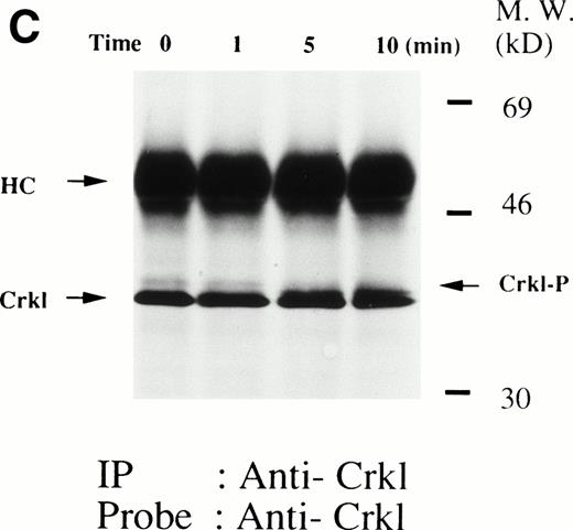 Fig. 1. (A and B) Crkl immunoprecipitates from thrombopoietin-treated normal platelets contain a tyrosine-phosphorylated 95- to 100-kD protein that is also recognized by an anti-STAT5 MoAb. Platelets were lysed at the indicated times after thrombopoietin treatment by the addition of an equal amount of a buffer containing 2% Triton X-100 before and after exposure to thrombopoietin (100 ng/mL). Crkl was immunoprecipitated with specific Crkl antisera. Immune complexes were resuspended in SDS-sample buffer. Proteins were separated by 7.5% to 15% SDS-PAGE and transferred onto PVDF membranes. Immunoblots were probed with phosphotyrosine antibodies (A) or a STAT5 MoAb (B) and bands were visualized by chemiluminescence. The asterik in (A) indicates the tyrosine-phosphorylated 95- to 100-kD protein. (C) The same PVDF membrane used in (B) was stripped of the antibody and reprobed with Crkl antisera. Bands were visualized using alkaline phosphatase-conjugated second antibody and NBT/BCIP. (D) Crkl immunoprecipitates do not contain STAT3. Platelets were lysed as in (A) before and after stimulation with thrombopoietin (100 ng/mL for 10 minutes). Crkl or STAT3 was immunoprecipitated with specific antisera as indicated. The membranes were probed with STAT3 antisera (top panel), Crkl antisera (middle panel), or 4G10 (bottom panel). Bands were visualized by ECL. (E) Thombopoietin-induced tyrosine phosphorylation of STAT5 in platelets. Platelets were lysed as in (A) before and after stimulation with thrombopoietin (100 ng/mL for 10 minutes). STAT5 was immunoprecipitated with specific antisera (3 μL of anti-STAT5A and STAT5B each). The membranes were probed with 4G10 (upper panel) or an anti-STAT5 MoAb (lower panel). Bands were visualized by ECL. (F) Association of STAT5 with the Triton X-100–insoluble residue. Platelets were lysed with Triton X-100–EGTA buffer before or after stimulation with thrombin (1 U/mL), with or without stirring. Lysates were separated by high-speed centrifugation into soluble and insoluble residues. Proteins from each fraction were separated by 10% SDS-PAGE and immunoblotted with an anti-STAT5 MoAb (upper panel) or Crkl antiserum (lower pane). (Left lane) Triton X-100–soluble residue of resting cells (1.5 × 107cells); (middle lane) Triton X-100–insoluble residue of resting cells (3.0 × 107cells); (right lane) Triton X-100–insoluble residue from 3.0 × 107 cells, prepared 10 minutes after exposure to thrombin (1 U/mL) with stirring.