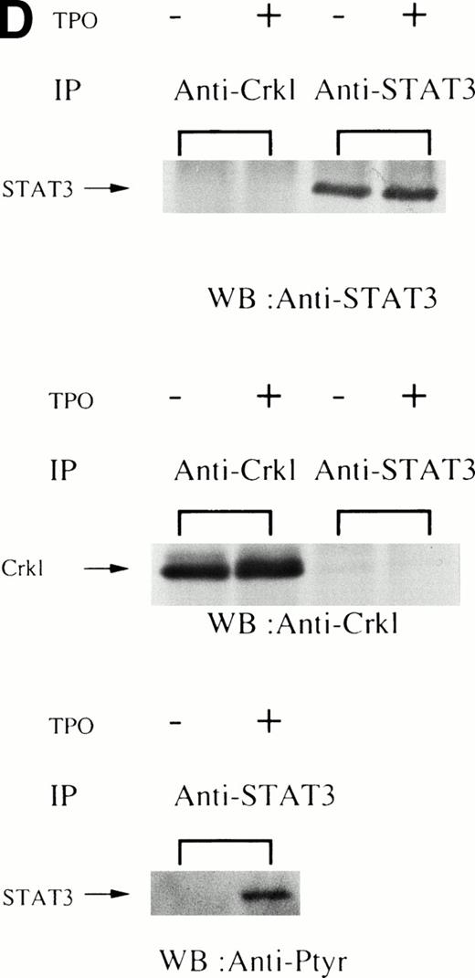 Fig. 1. (A and B) Crkl immunoprecipitates from thrombopoietin-treated normal platelets contain a tyrosine-phosphorylated 95- to 100-kD protein that is also recognized by an anti-STAT5 MoAb. Platelets were lysed at the indicated times after thrombopoietin treatment by the addition of an equal amount of a buffer containing 2% Triton X-100 before and after exposure to thrombopoietin (100 ng/mL). Crkl was immunoprecipitated with specific Crkl antisera. Immune complexes were resuspended in SDS-sample buffer. Proteins were separated by 7.5% to 15% SDS-PAGE and transferred onto PVDF membranes. Immunoblots were probed with phosphotyrosine antibodies (A) or a STAT5 MoAb (B) and bands were visualized by chemiluminescence. The asterik in (A) indicates the tyrosine-phosphorylated 95- to 100-kD protein. (C) The same PVDF membrane used in (B) was stripped of the antibody and reprobed with Crkl antisera. Bands were visualized using alkaline phosphatase-conjugated second antibody and NBT/BCIP. (D) Crkl immunoprecipitates do not contain STAT3. Platelets were lysed as in (A) before and after stimulation with thrombopoietin (100 ng/mL for 10 minutes). Crkl or STAT3 was immunoprecipitated with specific antisera as indicated. The membranes were probed with STAT3 antisera (top panel), Crkl antisera (middle panel), or 4G10 (bottom panel). Bands were visualized by ECL. (E) Thombopoietin-induced tyrosine phosphorylation of STAT5 in platelets. Platelets were lysed as in (A) before and after stimulation with thrombopoietin (100 ng/mL for 10 minutes). STAT5 was immunoprecipitated with specific antisera (3 μL of anti-STAT5A and STAT5B each). The membranes were probed with 4G10 (upper panel) or an anti-STAT5 MoAb (lower panel). Bands were visualized by ECL. (F) Association of STAT5 with the Triton X-100–insoluble residue. Platelets were lysed with Triton X-100–EGTA buffer before or after stimulation with thrombin (1 U/mL), with or without stirring. Lysates were separated by high-speed centrifugation into soluble and insoluble residues. Proteins from each fraction were separated by 10% SDS-PAGE and immunoblotted with an anti-STAT5 MoAb (upper panel) or Crkl antiserum (lower pane). (Left lane) Triton X-100–soluble residue of resting cells (1.5 × 107cells); (middle lane) Triton X-100–insoluble residue of resting cells (3.0 × 107cells); (right lane) Triton X-100–insoluble residue from 3.0 × 107 cells, prepared 10 minutes after exposure to thrombin (1 U/mL) with stirring.