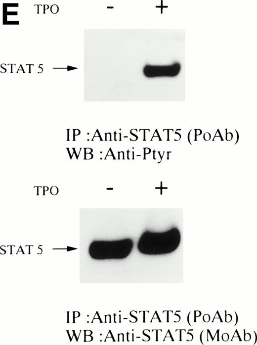 Fig. 1. (A and B) Crkl immunoprecipitates from thrombopoietin-treated normal platelets contain a tyrosine-phosphorylated 95- to 100-kD protein that is also recognized by an anti-STAT5 MoAb. Platelets were lysed at the indicated times after thrombopoietin treatment by the addition of an equal amount of a buffer containing 2% Triton X-100 before and after exposure to thrombopoietin (100 ng/mL). Crkl was immunoprecipitated with specific Crkl antisera. Immune complexes were resuspended in SDS-sample buffer. Proteins were separated by 7.5% to 15% SDS-PAGE and transferred onto PVDF membranes. Immunoblots were probed with phosphotyrosine antibodies (A) or a STAT5 MoAb (B) and bands were visualized by chemiluminescence. The asterik in (A) indicates the tyrosine-phosphorylated 95- to 100-kD protein. (C) The same PVDF membrane used in (B) was stripped of the antibody and reprobed with Crkl antisera. Bands were visualized using alkaline phosphatase-conjugated second antibody and NBT/BCIP. (D) Crkl immunoprecipitates do not contain STAT3. Platelets were lysed as in (A) before and after stimulation with thrombopoietin (100 ng/mL for 10 minutes). Crkl or STAT3 was immunoprecipitated with specific antisera as indicated. The membranes were probed with STAT3 antisera (top panel), Crkl antisera (middle panel), or 4G10 (bottom panel). Bands were visualized by ECL. (E) Thombopoietin-induced tyrosine phosphorylation of STAT5 in platelets. Platelets were lysed as in (A) before and after stimulation with thrombopoietin (100 ng/mL for 10 minutes). STAT5 was immunoprecipitated with specific antisera (3 μL of anti-STAT5A and STAT5B each). The membranes were probed with 4G10 (upper panel) or an anti-STAT5 MoAb (lower panel). Bands were visualized by ECL. (F) Association of STAT5 with the Triton X-100–insoluble residue. Platelets were lysed with Triton X-100–EGTA buffer before or after stimulation with thrombin (1 U/mL), with or without stirring. Lysates were separated by high-speed centrifugation into soluble and insoluble residues. Proteins from each fraction were separated by 10% SDS-PAGE and immunoblotted with an anti-STAT5 MoAb (upper panel) or Crkl antiserum (lower pane). (Left lane) Triton X-100–soluble residue of resting cells (1.5 × 107cells); (middle lane) Triton X-100–insoluble residue of resting cells (3.0 × 107cells); (right lane) Triton X-100–insoluble residue from 3.0 × 107 cells, prepared 10 minutes after exposure to thrombin (1 U/mL) with stirring.