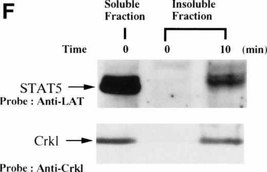 Fig. 1. (A and B) Crkl immunoprecipitates from thrombopoietin-treated normal platelets contain a tyrosine-phosphorylated 95- to 100-kD protein that is also recognized by an anti-STAT5 MoAb. Platelets were lysed at the indicated times after thrombopoietin treatment by the addition of an equal amount of a buffer containing 2% Triton X-100 before and after exposure to thrombopoietin (100 ng/mL). Crkl was immunoprecipitated with specific Crkl antisera. Immune complexes were resuspended in SDS-sample buffer. Proteins were separated by 7.5% to 15% SDS-PAGE and transferred onto PVDF membranes. Immunoblots were probed with phosphotyrosine antibodies (A) or a STAT5 MoAb (B) and bands were visualized by chemiluminescence. The asterik in (A) indicates the tyrosine-phosphorylated 95- to 100-kD protein. (C) The same PVDF membrane used in (B) was stripped of the antibody and reprobed with Crkl antisera. Bands were visualized using alkaline phosphatase-conjugated second antibody and NBT/BCIP. (D) Crkl immunoprecipitates do not contain STAT3. Platelets were lysed as in (A) before and after stimulation with thrombopoietin (100 ng/mL for 10 minutes). Crkl or STAT3 was immunoprecipitated with specific antisera as indicated. The membranes were probed with STAT3 antisera (top panel), Crkl antisera (middle panel), or 4G10 (bottom panel). Bands were visualized by ECL. (E) Thombopoietin-induced tyrosine phosphorylation of STAT5 in platelets. Platelets were lysed as in (A) before and after stimulation with thrombopoietin (100 ng/mL for 10 minutes). STAT5 was immunoprecipitated with specific antisera (3 μL of anti-STAT5A and STAT5B each). The membranes were probed with 4G10 (upper panel) or an anti-STAT5 MoAb (lower panel). Bands were visualized by ECL. (F) Association of STAT5 with the Triton X-100–insoluble residue. Platelets were lysed with Triton X-100–EGTA buffer before or after stimulation with thrombin (1 U/mL), with or without stirring. Lysates were separated by high-speed centrifugation into soluble and insoluble residues. Proteins from each fraction were separated by 10% SDS-PAGE and immunoblotted with an anti-STAT5 MoAb (upper panel) or Crkl antiserum (lower pane). (Left lane) Triton X-100–soluble residue of resting cells (1.5 × 107cells); (middle lane) Triton X-100–insoluble residue of resting cells (3.0 × 107cells); (right lane) Triton X-100–insoluble residue from 3.0 × 107 cells, prepared 10 minutes after exposure to thrombin (1 U/mL) with stirring.