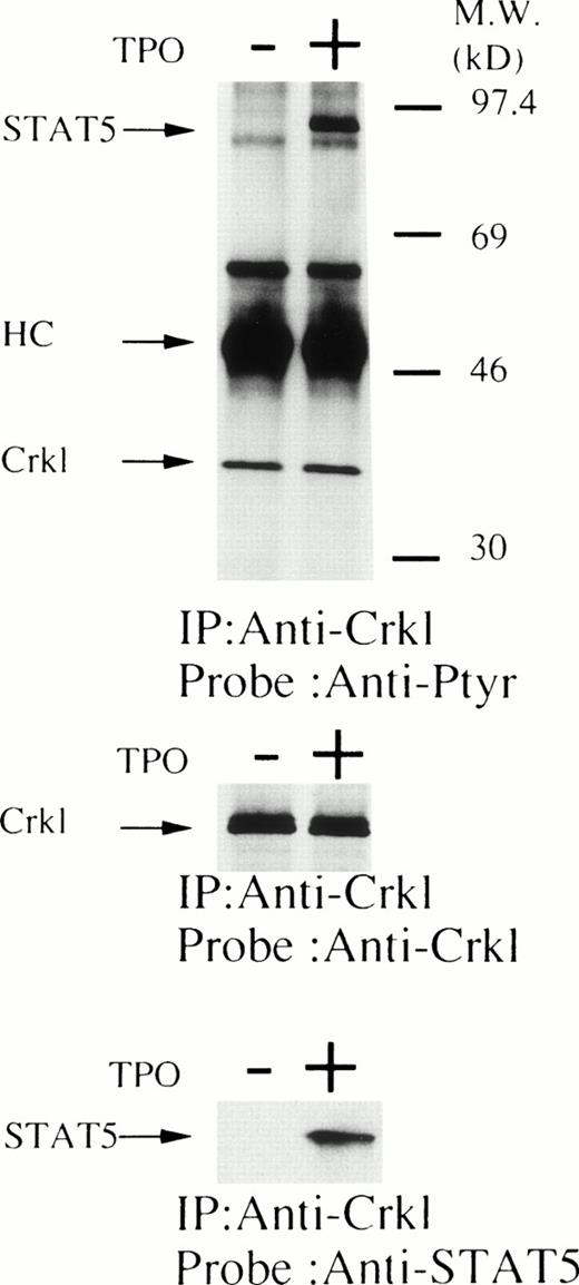 Fig. 2. Crkl immunoprecipitates from thrombopoietin (100 ng/mL for 1 minute) -treated platelets of CML patients contain a tyrosine-phosphorylated 95- to 100-kD protein that is also recognized by an anti-STAT5 MoAb. The same methods as in Fig 1 were used, except that platelets from CML patients were analyzed. Results are representative of three experiments from three different donors. (−) Resting CML platelets; (+) thrombopoietin-treated CML platelets.