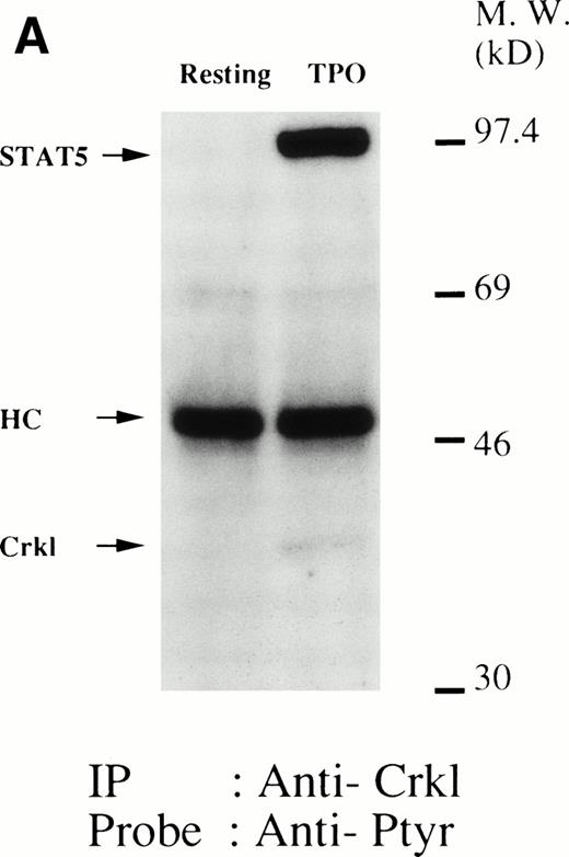 Fig. 3. (A, B, and C) Crkl immunoprecipitates from thrombopoietin-treated UT7/TPO cells contain a tyrosine-phosphorylated 95- to 100-kD protein that is also recognized by a STAT5 MoAb. UT7/TPO cells were lysed at the indicated times by the addition of an equal amount of a buffer containing 2% Triton X-100 before and after exposure to thrombopoietin (100 ng/mL). Tyrosine-phosphorylated proteins (A), STAT5 (B), and Crkl (C) in the Crkl immunoprecipitates were detected as described in Fig 1.