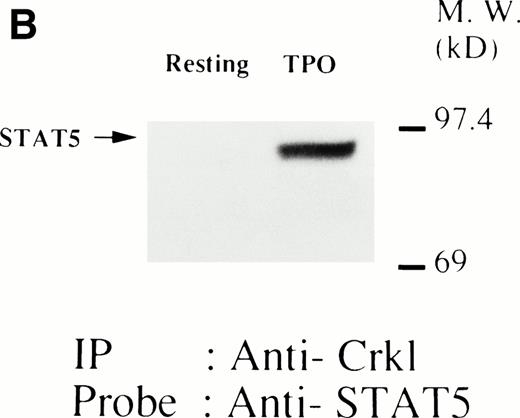 Fig. 3. (A, B, and C) Crkl immunoprecipitates from thrombopoietin-treated UT7/TPO cells contain a tyrosine-phosphorylated 95- to 100-kD protein that is also recognized by a STAT5 MoAb. UT7/TPO cells were lysed at the indicated times by the addition of an equal amount of a buffer containing 2% Triton X-100 before and after exposure to thrombopoietin (100 ng/mL). Tyrosine-phosphorylated proteins (A), STAT5 (B), and Crkl (C) in the Crkl immunoprecipitates were detected as described in Fig 1.