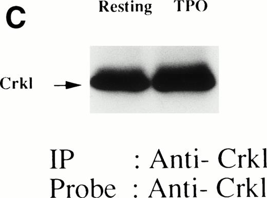 Fig. 3. (A, B, and C) Crkl immunoprecipitates from thrombopoietin-treated UT7/TPO cells contain a tyrosine-phosphorylated 95- to 100-kD protein that is also recognized by a STAT5 MoAb. UT7/TPO cells were lysed at the indicated times by the addition of an equal amount of a buffer containing 2% Triton X-100 before and after exposure to thrombopoietin (100 ng/mL). Tyrosine-phosphorylated proteins (A), STAT5 (B), and Crkl (C) in the Crkl immunoprecipitates were detected as described in Fig 1.