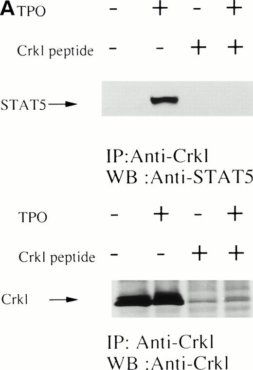 Fig. 4. (A) Crkl and STAT5 immunoprecipitation was inhibited by the Crkl immunizing peptide. (Upper and lower panels) Crkl immunoprecipitation was performed as in Fig 3A and C, except that immunoprecipitation was performed in the presence of the Jak2 (control; left 2 lanes) or the Crkl immunizing peptides (right 2 lanes). (B) STAT5 was not immunoprecipitated by Crkl antisera after denaturing of Crkl immunoprecipitates. The left two lanes are same as in (A; 1st IP). After denaturing of Crkl immunoprecipitates and dilution into lysis buffer containing 0.5% SDS and 1% Triton X-100, Crkl was again immunoprecipitated (2nd IP; the right 2 lanes). Crkl and STAT5 were detected as in Fig 2A and C. (C) Crkl and STAT5 coimmunoprecipitation was inhibited by phenyl phosphate (20 mmol/L). (Upper and lower panels) Crkl immunoprecipitation was performed as in Fig 3A and C, except that immunoprecipitation was performed in the presence (right 2 lanes) or absence (left 2 lanes) of phenyl phosphate (20 mmol/L).