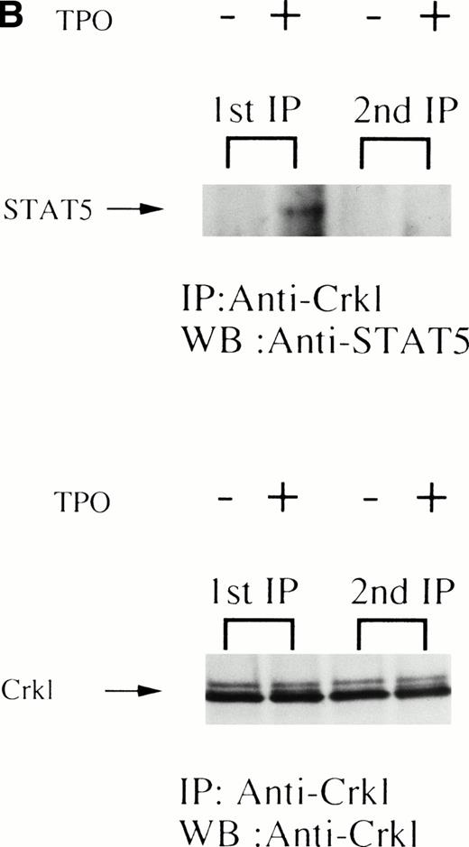 Fig. 4. (A) Crkl and STAT5 immunoprecipitation was inhibited by the Crkl immunizing peptide. (Upper and lower panels) Crkl immunoprecipitation was performed as in Fig 3A and C, except that immunoprecipitation was performed in the presence of the Jak2 (control; left 2 lanes) or the Crkl immunizing peptides (right 2 lanes). (B) STAT5 was not immunoprecipitated by Crkl antisera after denaturing of Crkl immunoprecipitates. The left two lanes are same as in (A; 1st IP). After denaturing of Crkl immunoprecipitates and dilution into lysis buffer containing 0.5% SDS and 1% Triton X-100, Crkl was again immunoprecipitated (2nd IP; the right 2 lanes). Crkl and STAT5 were detected as in Fig 2A and C. (C) Crkl and STAT5 coimmunoprecipitation was inhibited by phenyl phosphate (20 mmol/L). (Upper and lower panels) Crkl immunoprecipitation was performed as in Fig 3A and C, except that immunoprecipitation was performed in the presence (right 2 lanes) or absence (left 2 lanes) of phenyl phosphate (20 mmol/L).