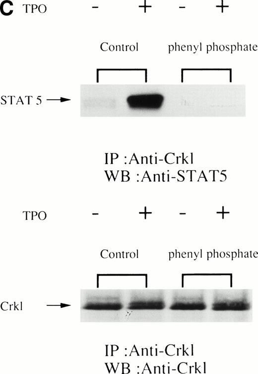 Fig. 4. (A) Crkl and STAT5 immunoprecipitation was inhibited by the Crkl immunizing peptide. (Upper and lower panels) Crkl immunoprecipitation was performed as in Fig 3A and C, except that immunoprecipitation was performed in the presence of the Jak2 (control; left 2 lanes) or the Crkl immunizing peptides (right 2 lanes). (B) STAT5 was not immunoprecipitated by Crkl antisera after denaturing of Crkl immunoprecipitates. The left two lanes are same as in (A; 1st IP). After denaturing of Crkl immunoprecipitates and dilution into lysis buffer containing 0.5% SDS and 1% Triton X-100, Crkl was again immunoprecipitated (2nd IP; the right 2 lanes). Crkl and STAT5 were detected as in Fig 2A and C. (C) Crkl and STAT5 coimmunoprecipitation was inhibited by phenyl phosphate (20 mmol/L). (Upper and lower panels) Crkl immunoprecipitation was performed as in Fig 3A and C, except that immunoprecipitation was performed in the presence (right 2 lanes) or absence (left 2 lanes) of phenyl phosphate (20 mmol/L).