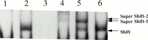 Fig. 5. Thrombopoietin activates STAT5 in UT7/TPO cells. Growth factor-deprived UT-7/TPO cells were stimulated with 100 ng/mL thrombopoietin and nuclear extracts were prepared. Nuclear extracts were subject to EMSA using a β-casein probe. Lane 1, nuclear extracts from unstimulated cells; lane 2, nuclear extracts from thrombopoietin-stimulated cells; lane 3, the same as in lane 2 in the presence of 50-fold excess cold probe; lane 4, the same as in lane 2, except that the nuclear extracts were incubated with STAT5 antisera (2 μg/mL) before EMSA; lane 5, + Crkl antisera (2 μg/mL); lane 6, + STAT3 antisera (2 μg/mL). Shift, probe complex in the absence of the antibodies; Super Shift 1, the supershifted band in the presence of STAT5 antisera; Super Shift 2, the supershifted band in the presence of Crkl antisera.