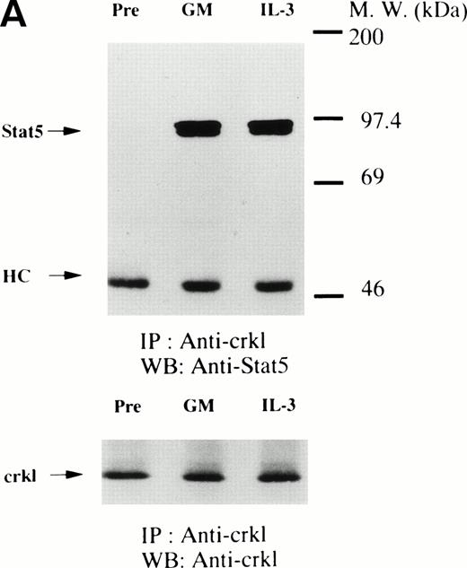 Fig. 6. GM-CSF, IL-3, and erythropoietin induce the association of Crkl with STAT5. (A) (Upper panel) TF-1 cells were lysed before (pre) and after exposure to GM-CSF or IL-3 (100 ng/mL for 5 minutes). Crkl immunoprecipitates were resuspended in SDS-sample buffer. Proteins were separated by 10% SDS-PAGE and transferred onto PVDF membranes. Immunoblots were probed with an anti-STAT5 MoAb and bands were visualized by chemiluminescence. (Lower panel) The same PVDF membrane used in (A) was stripped of the antibody and reprobed with anti-Crkl antisera. The arrows indicated the relative position of STAT5, heavy chain of IgG, and Crkl. GM, GM-CSF. (B) Association of Crkl with STAT5 in UT7/EPO cells stimulated by erythropoietin. The same as in Fig 4A, except that UT7/EPO cells were stimulated by erythropoietin (10 U/mL for 10 minutes). EPO, erythropoietin.