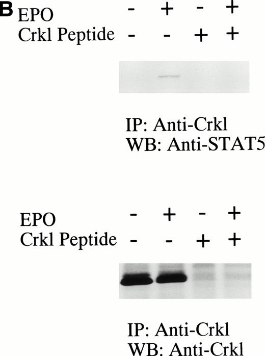 Fig. 6. GM-CSF, IL-3, and erythropoietin induce the association of Crkl with STAT5. (A) (Upper panel) TF-1 cells were lysed before (pre) and after exposure to GM-CSF or IL-3 (100 ng/mL for 5 minutes). Crkl immunoprecipitates were resuspended in SDS-sample buffer. Proteins were separated by 10% SDS-PAGE and transferred onto PVDF membranes. Immunoblots were probed with an anti-STAT5 MoAb and bands were visualized by chemiluminescence. (Lower panel) The same PVDF membrane used in (A) was stripped of the antibody and reprobed with anti-Crkl antisera. The arrows indicated the relative position of STAT5, heavy chain of IgG, and Crkl. GM, GM-CSF. (B) Association of Crkl with STAT5 in UT7/EPO cells stimulated by erythropoietin. The same as in Fig 4A, except that UT7/EPO cells were stimulated by erythropoietin (10 U/mL for 10 minutes). EPO, erythropoietin.