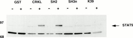 Fig. 7. Binding of STAT5 to bacterially expressed Crkl. Lysates from starved (−) TF-1 cells or cells stimulated with 100 ng/mL of GM-CSF for 10 minutes (+) were analyzed for binding to GST or various GST-Crkl constructs. Crkl constructs include full-length Crkl, full-length Crkl with a mutation of Arg to Lys in the SH2 domain FLVRES sequence (K39), the SH2 domain, and the N-terminal SH3 domain (SH3n) of Crkl. Bound proteins were separated by SDS-PAGE, transferred to PVDF membranes, and immunoblotted with STAT5 antisera.