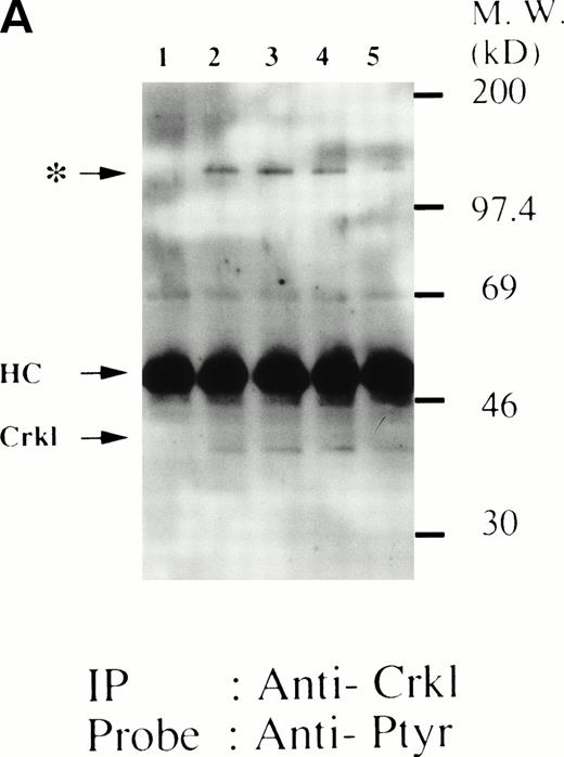 Fig. 8. Crkl and c-Cbl were coimmunoprecipitated from the lysates from FDCP-hMpl5 cells stimulated by thrombopoietin. (A and B) Crkl immunoprecipitates from thrombopoietin-treated FDCP-hMpl5 cells contain a tyrosine phosphorylated 120-kD protein (*). FDCP-hMpl5 cells were lysed at the indicated times by the addition of an equal amount of a buffer containing 2% Triton X-100 before and after exposure to thrombopoietin (100 ng/mL). Tyrosine-phosphorylated proteins (A) and Crkl (B) in the Crkl immunoprecipitates were detected as described in Fig 1. Lane 1, resting FDCP-hMpl5 cells; lanes 2 through 5, the lysates from FDCP-hMpl5 cells 1, 5, 10, and 30 minutes after stimulation with thrombopoietin. (C) Crkl immunoprecipitate from thrombopoietin-stimulated FDCP-hMpl5 cells contains c-Cbl. FDCP-hMpl5 cells were lysed by the addition of an equal amount of a buffer containing 2% Triton X-100 before and 10 minutes after exposure to thrombopoietin (100 ng/mL). c-Cbl (upper panel) and Crkl (lower panel) in the Crkl immunoprecipitates were detected as described in Fig 1.