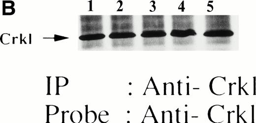 Fig. 8. Crkl and c-Cbl were coimmunoprecipitated from the lysates from FDCP-hMpl5 cells stimulated by thrombopoietin. (A and B) Crkl immunoprecipitates from thrombopoietin-treated FDCP-hMpl5 cells contain a tyrosine phosphorylated 120-kD protein (*). FDCP-hMpl5 cells were lysed at the indicated times by the addition of an equal amount of a buffer containing 2% Triton X-100 before and after exposure to thrombopoietin (100 ng/mL). Tyrosine-phosphorylated proteins (A) and Crkl (B) in the Crkl immunoprecipitates were detected as described in Fig 1. Lane 1, resting FDCP-hMpl5 cells; lanes 2 through 5, the lysates from FDCP-hMpl5 cells 1, 5, 10, and 30 minutes after stimulation with thrombopoietin. (C) Crkl immunoprecipitate from thrombopoietin-stimulated FDCP-hMpl5 cells contains c-Cbl. FDCP-hMpl5 cells were lysed by the addition of an equal amount of a buffer containing 2% Triton X-100 before and 10 minutes after exposure to thrombopoietin (100 ng/mL). c-Cbl (upper panel) and Crkl (lower panel) in the Crkl immunoprecipitates were detected as described in Fig 1.