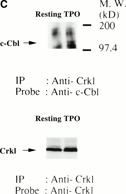 Fig. 8. Crkl and c-Cbl were coimmunoprecipitated from the lysates from FDCP-hMpl5 cells stimulated by thrombopoietin. (A and B) Crkl immunoprecipitates from thrombopoietin-treated FDCP-hMpl5 cells contain a tyrosine phosphorylated 120-kD protein (*). FDCP-hMpl5 cells were lysed at the indicated times by the addition of an equal amount of a buffer containing 2% Triton X-100 before and after exposure to thrombopoietin (100 ng/mL). Tyrosine-phosphorylated proteins (A) and Crkl (B) in the Crkl immunoprecipitates were detected as described in Fig 1. Lane 1, resting FDCP-hMpl5 cells; lanes 2 through 5, the lysates from FDCP-hMpl5 cells 1, 5, 10, and 30 minutes after stimulation with thrombopoietin. (C) Crkl immunoprecipitate from thrombopoietin-stimulated FDCP-hMpl5 cells contains c-Cbl. FDCP-hMpl5 cells were lysed by the addition of an equal amount of a buffer containing 2% Triton X-100 before and 10 minutes after exposure to thrombopoietin (100 ng/mL). c-Cbl (upper panel) and Crkl (lower panel) in the Crkl immunoprecipitates were detected as described in Fig 1.