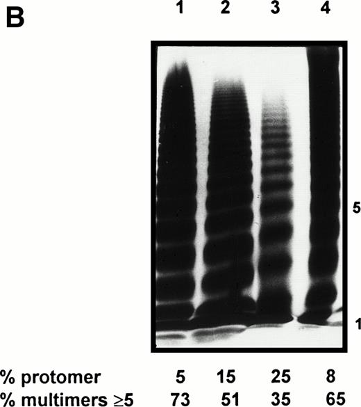 Fig. 1. Features of the patient’s vWF. (A) FVIII binding ability of plasma vWF. Serial dilutions of plasma samples were incubated into a microtiter plate coated with anti-vWF polyclonal antibodies. A constant amount of recombinant FVIII (0.1 U/mL) was then added and the activity of FVIII bound to immobilized vWF was determined using a chromogenic assay. The amounts of vWF captured by immobilized antibodies were measured by ELISA using a peroxidase-conjugated MoAb as described.25 Plasma samples : (•), pool of normal plasmas; (▪), patient’s plasma. Each dilution sample was analyzed in duplicate and the results were averaged. (B) Multimeric pattern of normal and patient’s vWF. Plasma and platelet lysate samples were electrophoresed in SDS-1.5% agarose gel and vWF was visualized with alkaline-phosphatase conjugated anti-vWF polyclonal antibodies. Lane 1, pool of normal plasmas; lane 2, patient’s plasma; lane 3, patient’s platelet lysate; and lane 4, normal platelet lysate.