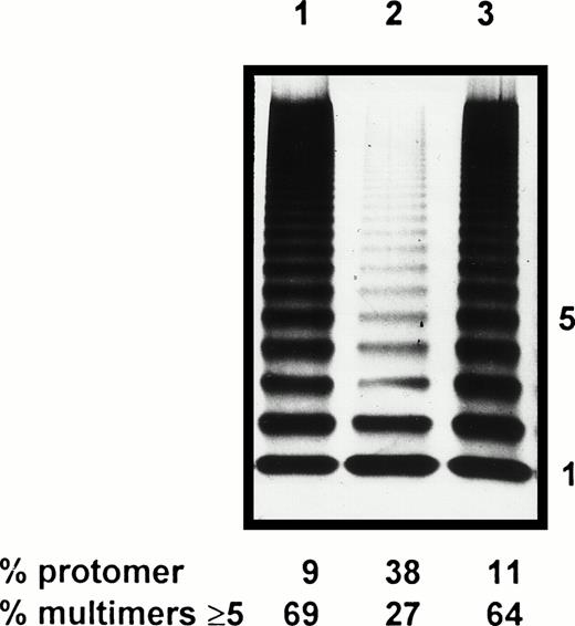 Fig. 4. Multimeric analysis of rvWF by SDS-1.5% agarose gel electrophoresis. Lane 1, WT rvWF; lane 2, Asn116rvWF; lane 3, hybrid Asp/Asn116rvWF.