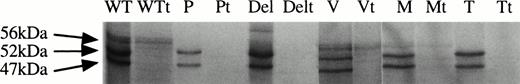 Fig. 4. Trypsin protection assay. Wild-type, -10P, -10T, -10V, -10M, and –10L deletion variant AT proteins were translated by rabbit reticulocyte lysate in the presence of microsomes. The translation product was incubated with trypsin (t, see Materials and Methods) to digest product, which had not been translocated into the protected environment provided by the microsomal lumen. Relative protection from digestion of the 56-kD product is seen in translations of wild-type AT, -10V, and –10M variants. The 52-kD and 47-kD products from all translations were susceptible to trypsin digestion.