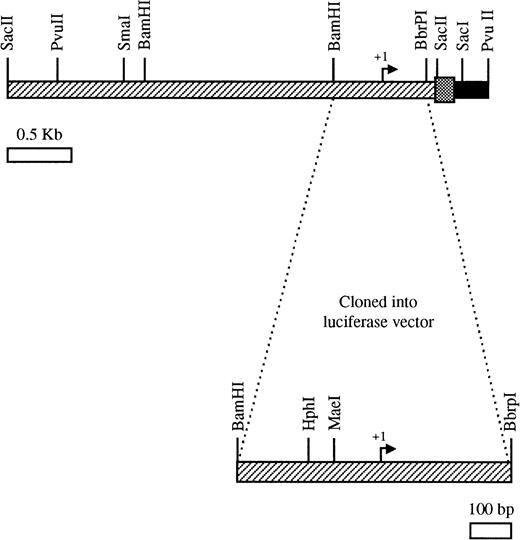Fig. 1. Partial restriction enzyme map of the 5′-flanking region of the endoglin gene. The top bar represents the 3.3-kbSacII/PvuII fragment containing the untranslated region (▨), the signal peptide encoding region (░), and part of the first intron (▪). The 741-bpBamHI/BbrPI fragment was cloned into the luciferase reporter vector pXP2. The schematic representation is approximately to scale.