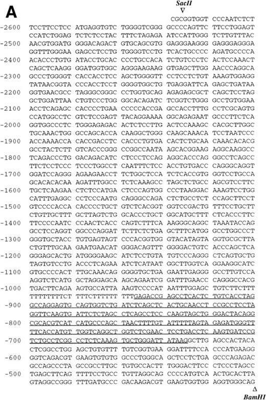 Fig. 2. Nucleotide sequence of the 5′-flanking region of the endoglin gene. Numbers at the left margin refer to the transcription start site (+1) determined by primer extension analysis in this report. Arrowheads indicate consensus sites for specific restriction enzymes. (A) Sequence of the upstreamSacII/BamHI fragment (−2616 to −401). An Alu sequence located between −927 and −666 is underlined. (B) Sequence of the downstream BamHI/PvuII region (−400 to +672). Solid arrows indicate the transcription start sites reported here by primer extension: +1, +18, +47, and +48 (lung); +2 and +18 (placenta). Open arrows indicate the transcription start sites reported here by 5′ RACE: +9, and +78 (placenta); +39 and +78 (U937). The endoglin cDNA sequence previously described (Bellón et al16) is underlined with a dashed line. Consensus sequences for putative regulatory motifs include AP-2, Ets, GATA, NFκB, and Sp1. The location of the oligonucleotides PE#2 and PE#4 used for hybridization studies are indicated with a dotted overline. The derived aminoacid sequence of the signal peptide is shown underneath the coding region of the first exon using the three letter code. The nucleotide sequences of the 3.3-kb SacII/PvuII and 0.74-kbBamHI/BbrPI fragments have been assigned the EMBL/GeneBank accession nos. AF035753 and Y11653, respectively.
