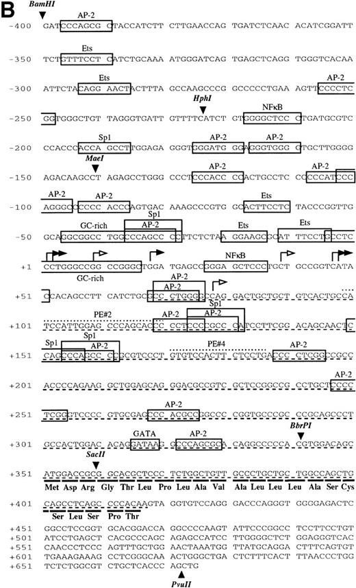 Fig. 2. Nucleotide sequence of the 5′-flanking region of the endoglin gene. Numbers at the left margin refer to the transcription start site (+1) determined by primer extension analysis in this report. Arrowheads indicate consensus sites for specific restriction enzymes. (A) Sequence of the upstreamSacII/BamHI fragment (−2616 to −401). An Alu sequence located between −927 and −666 is underlined. (B) Sequence of the downstream BamHI/PvuII region (−400 to +672). Solid arrows indicate the transcription start sites reported here by primer extension: +1, +18, +47, and +48 (lung); +2 and +18 (placenta). Open arrows indicate the transcription start sites reported here by 5′ RACE: +9, and +78 (placenta); +39 and +78 (U937). The endoglin cDNA sequence previously described (Bellón et al16) is underlined with a dashed line. Consensus sequences for putative regulatory motifs include AP-2, Ets, GATA, NFκB, and Sp1. The location of the oligonucleotides PE#2 and PE#4 used for hybridization studies are indicated with a dotted overline. The derived aminoacid sequence of the signal peptide is shown underneath the coding region of the first exon using the three letter code. The nucleotide sequences of the 3.3-kb SacII/PvuII and 0.74-kbBamHI/BbrPI fragments have been assigned the EMBL/GeneBank accession nos. AF035753 and Y11653, respectively.