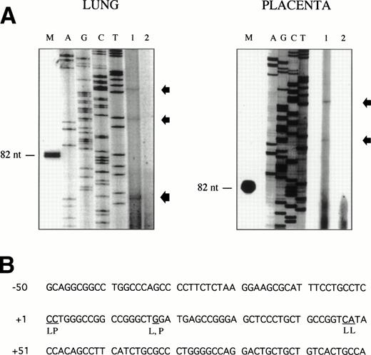 Fig. 3. Mapping of the endoglin transcriptional start site by primer extension. The oligonucleotide PE#2 corresponding to the 5′ end of the endoglin cDNA was hybridized to poly (A)+ RNA from human placenta or lung. The products of annealing served as templates for reverse transcriptase. The extension products were separated on a denaturing polyacrylamide gel alongside a Sanger sequence primed on a plasmid DNA template using the same primer as that used in the reverse transcription reaction (A). Lane 1 contains the poly (A)+ RNA from lung or placenta, as indicated; lane 2 contains a negative control without RNA; and lane M is a size marker band in nucleotides. Extended products are denoted by arrows. The nucleotides identified at the transcription initiation are underlined (B). L, lung; P, placenta.