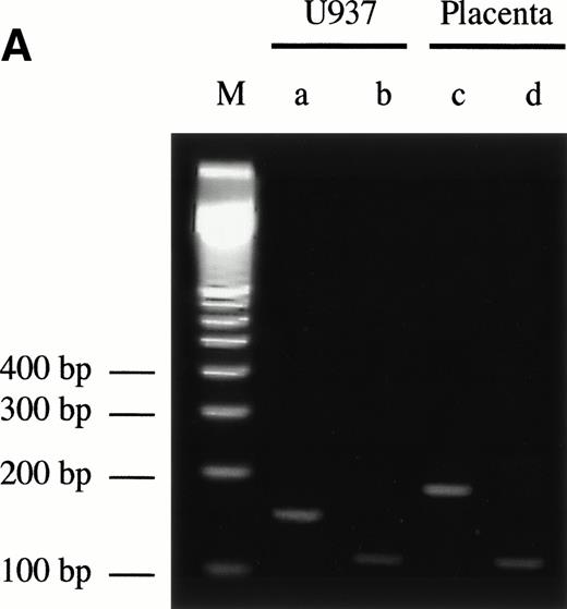 Fig. 4. 5′ RACE analysis of the transcriptional start site of the endoglin gene. (A) Electrophoresis analysis of nested PCR amplification reactions. cDNA was synthesized from total RNA of phorbol ester-stimulated U-937 cells or poly (A)+ RNA from human placenta using reverse transcriptase. An adaptor was then ligated to both ends of cDNA and two sets of succesive PCR amplifications were performed: first with the anchor oligonucleotide AP1 in the presence of the oligonucleotide PE#4, and second with AP1 and PE#2 oligonucleotides. PCR products were analyzed by electrophoresis in a 3% agarose gel. Bands corresponding to U-937 (a and b) or placenta (c and d) were purified for cloning purposes and analyzed in a different gel. Lane M is a size ladder marker. Bands were visualized by ethidium bromide staining. (B) Nucleotide sequence of the cloned 5′-RACE products. PCR products (bands a through d from A) were isolated from the gel, cloned into plasmids, and sequenced. The complementary sequences for the anchor and nested primers used for the PCR reaction are underlined. The sequence of the commercial adaptor linked to the endoglin cDNA is overlined.