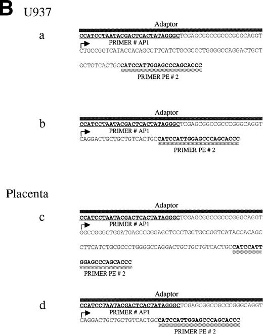 Fig. 4. 5′ RACE analysis of the transcriptional start site of the endoglin gene. (A) Electrophoresis analysis of nested PCR amplification reactions. cDNA was synthesized from total RNA of phorbol ester-stimulated U-937 cells or poly (A)+ RNA from human placenta using reverse transcriptase. An adaptor was then ligated to both ends of cDNA and two sets of succesive PCR amplifications were performed: first with the anchor oligonucleotide AP1 in the presence of the oligonucleotide PE#4, and second with AP1 and PE#2 oligonucleotides. PCR products were analyzed by electrophoresis in a 3% agarose gel. Bands corresponding to U-937 (a and b) or placenta (c and d) were purified for cloning purposes and analyzed in a different gel. Lane M is a size ladder marker. Bands were visualized by ethidium bromide staining. (B) Nucleotide sequence of the cloned 5′-RACE products. PCR products (bands a through d from A) were isolated from the gel, cloned into plasmids, and sequenced. The complementary sequences for the anchor and nested primers used for the PCR reaction are underlined. The sequence of the commercial adaptor linked to the endoglin cDNA is overlined.