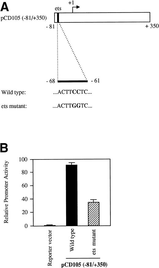 Fig. 7. The ets element at position −68 contributes to the transcriptional activity of the endoglin promoter. BAEC were transiently transfected with the pCD105 (−81/+350) (wild-type) or pCD105 (−81/+350)-Mut (ets mutant), which contains a mutation at the ets site (A). The luciferase activity was determined 48 hours after transfection. Correction for transfection efficiency was made by cotransfection with β-galactosidase expression vectors and parallel transfections with the pGL2-SV40 and pXP2 vectors, used as positive and negative controls, respectively. This is a representative experiment of three separate experiments.