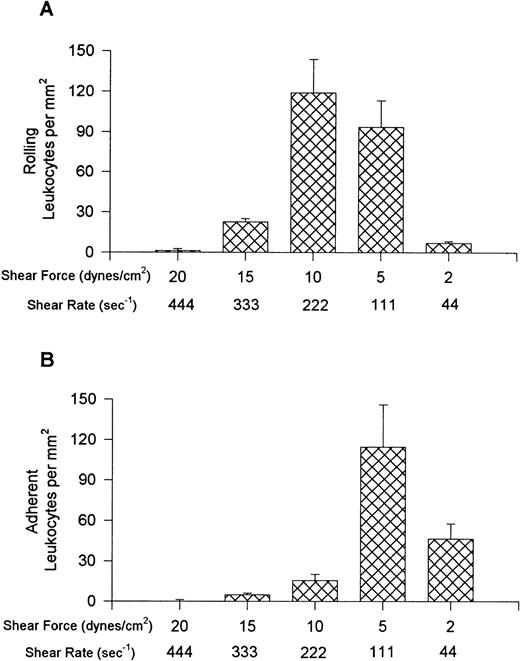 Fig. 1. Leukocyte rolling (A) and adhesion (B) observed on soluble human VCAM-1–coated cover slips (5 μg/mL) after perfusion of whole blood at different shear forces.