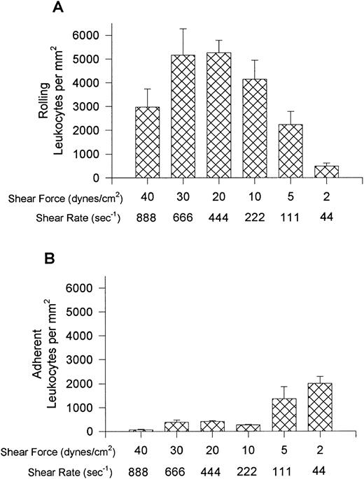 Fig. 7. Leukocyte rolling (A) and adhesion (B) observed on soluble human P-selectin–coated cover slips (5 μg/mL) after perfusion of whole blood at different shear forces.